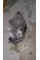Headlight Left A2139066308