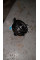 Torque Converter A2212500301